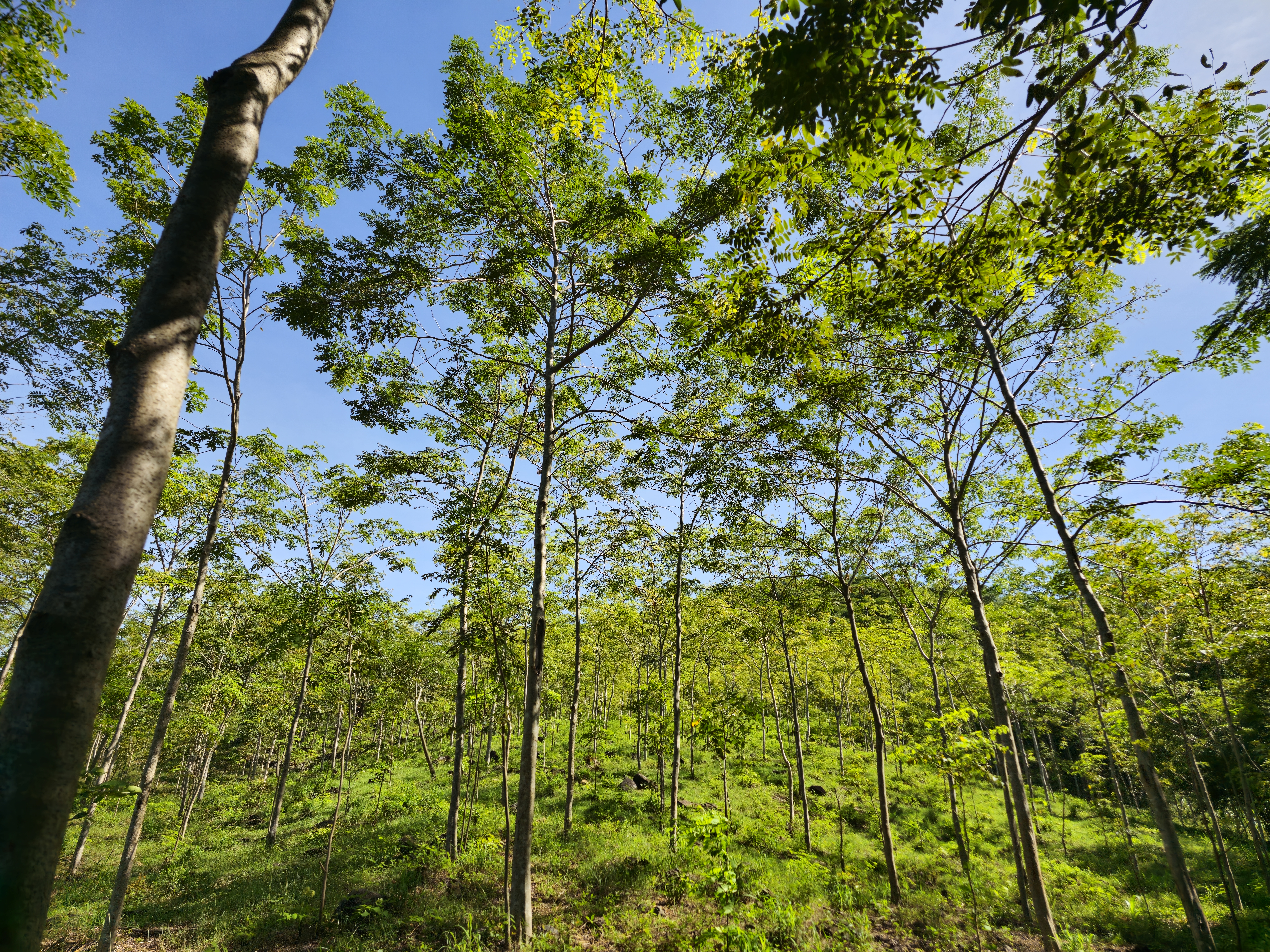 Baumkronen eines Waldes von unten. 
