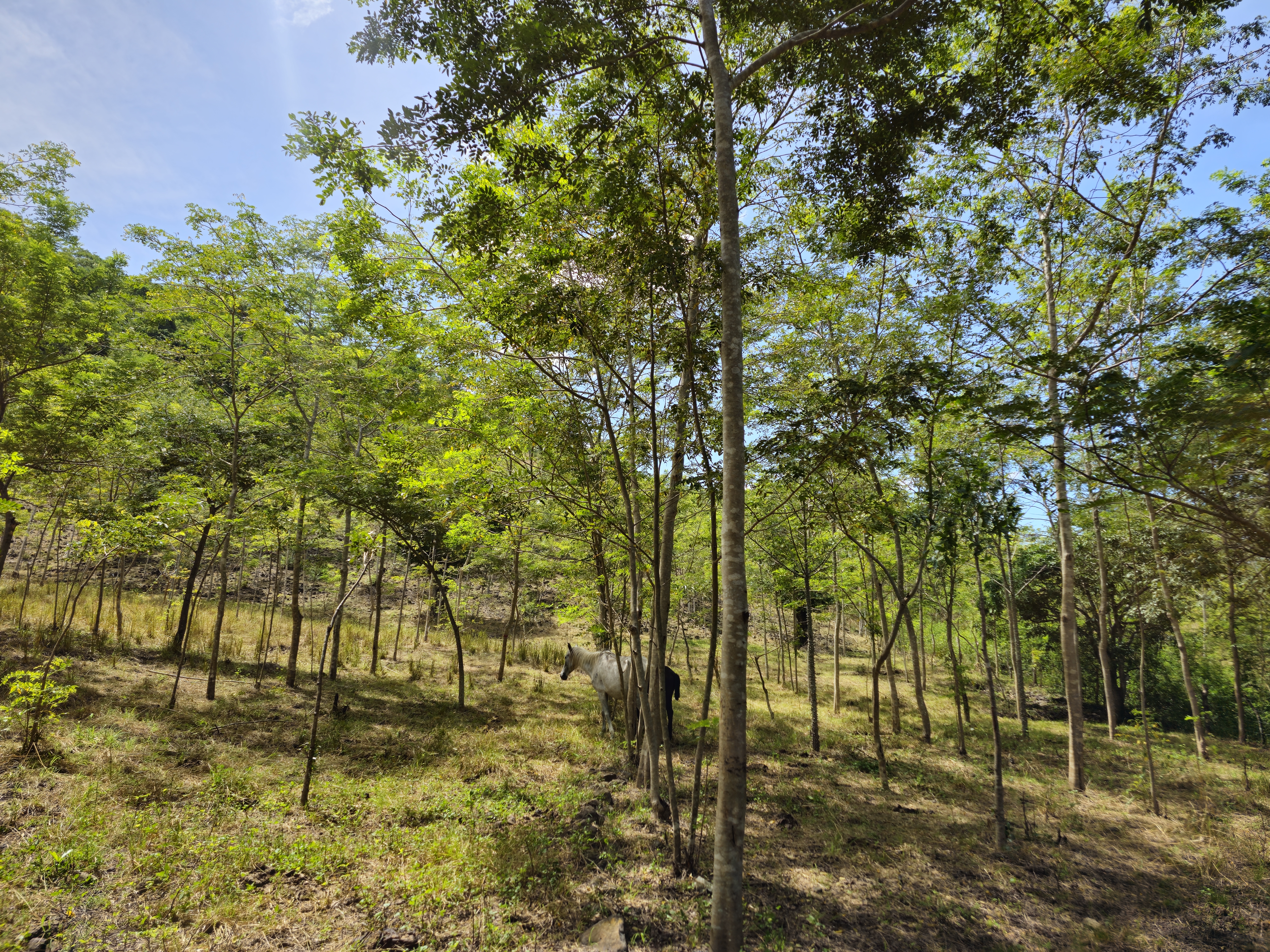 Zwei Pferde stehen in einem Wald. 