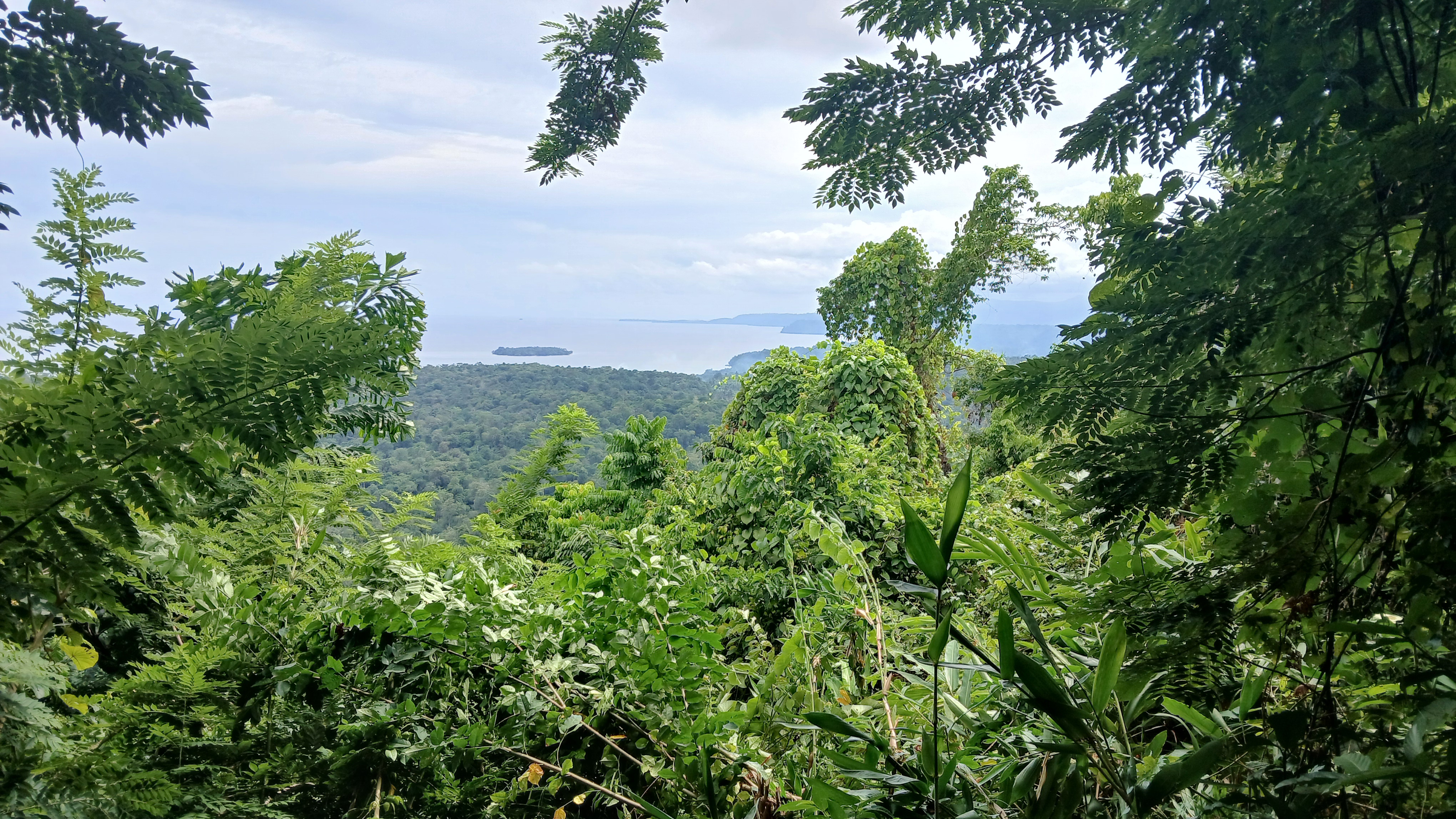 Blick auf den Regenwald in Papua Neuguinea