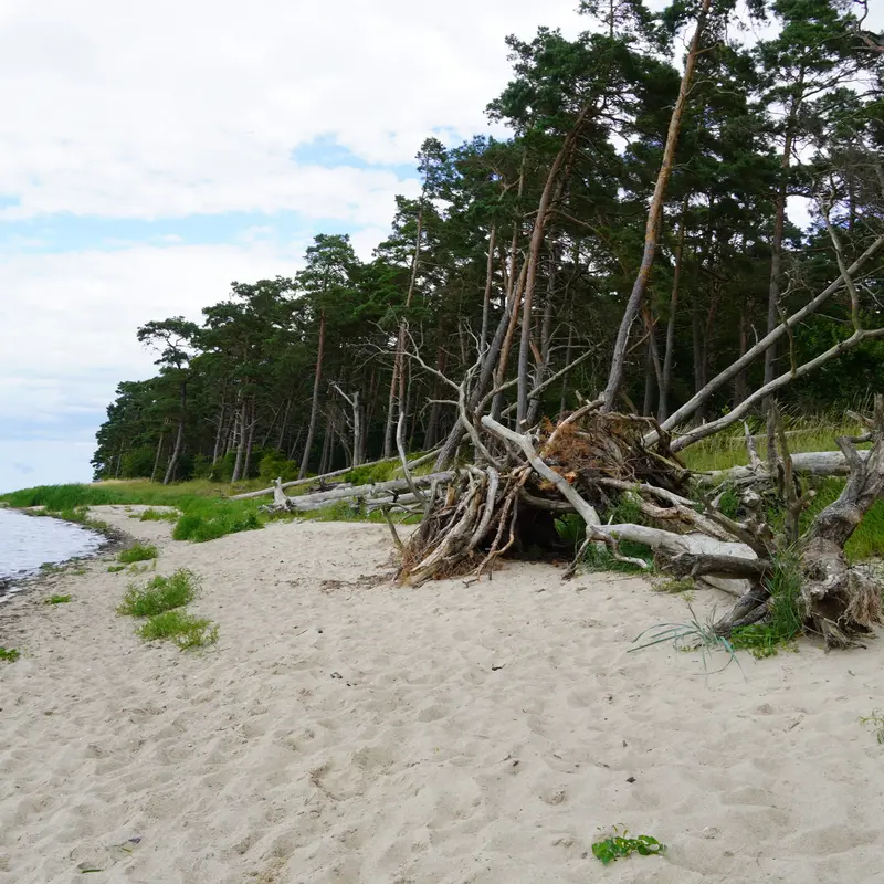Küstenwald in Mecklenburg-Vorpommern mit Blick auf Bäume und Ufer