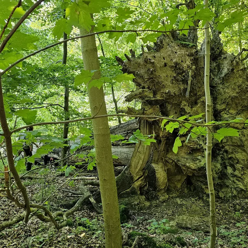 Ein entwurzelter Baum liegt in einem naturbelassenen Wald.
