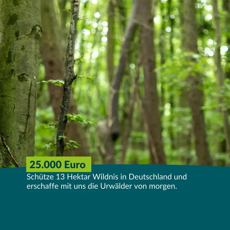 Großspende: 25.000 € schützen 13 Hektar Wildnis in Deutschland.