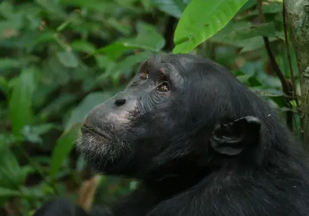 Ein großer Schimpanse sitzt im Kibale-Nationalpark in Uganda.