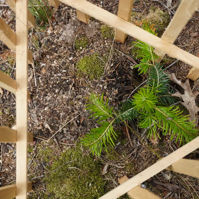Baumsetzling im Waldboden ist mit Holzzaun gegen Wildverbiss geschützt.