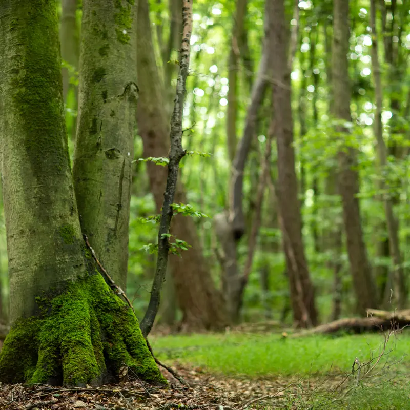 Bäume in einem dichten grünen Laubmischwald.