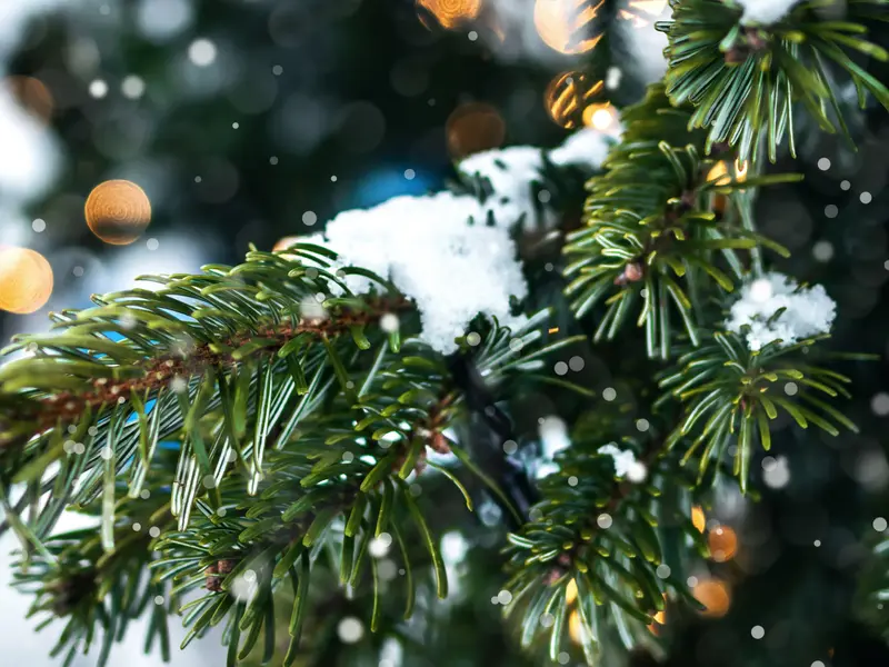 Schneebedeckter Weihnachtsbaum.