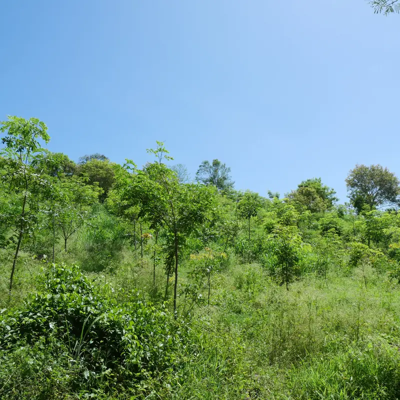 Bewachsener Hang vor blauem Himmel. 