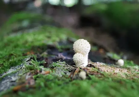 Ein kleiner weißer Pilz sprießt aus vermoostem Totholz.