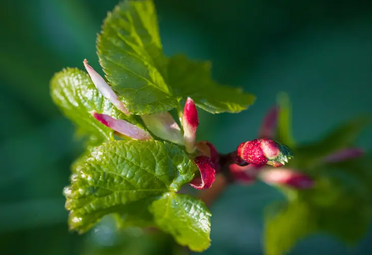 Nahaufnahme von Knospen an einem jungen Baum.