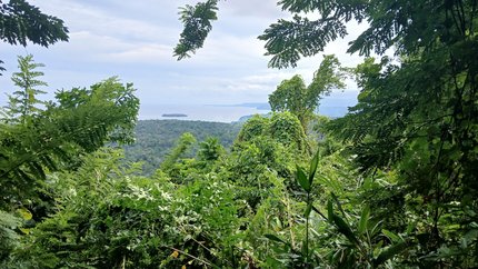 Blick auf den Regenwald in Papua Neuguinea