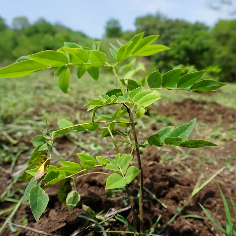 Nahaufnahme eines grünen Baumsetzlings mit frischen Blättern.