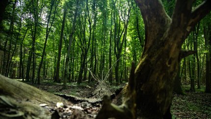 Wald