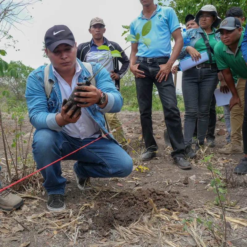 Mehrere Personen pflanzen gemeinsam einen Baumsetzling.
