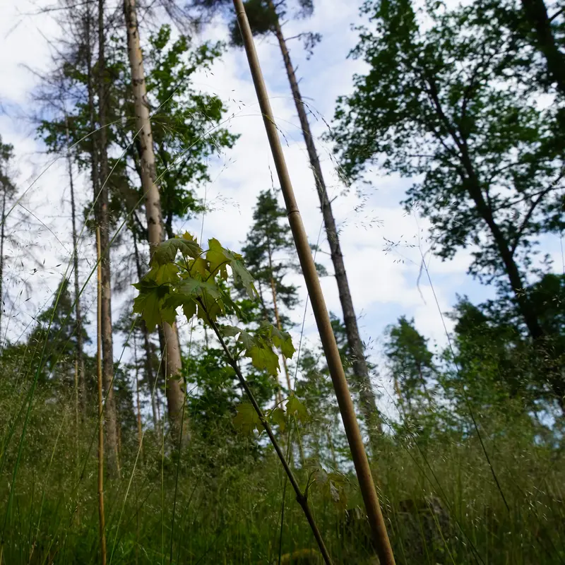 Junger Ahornbaum wächst zwischen abgestorbenen Nadelbäumen.