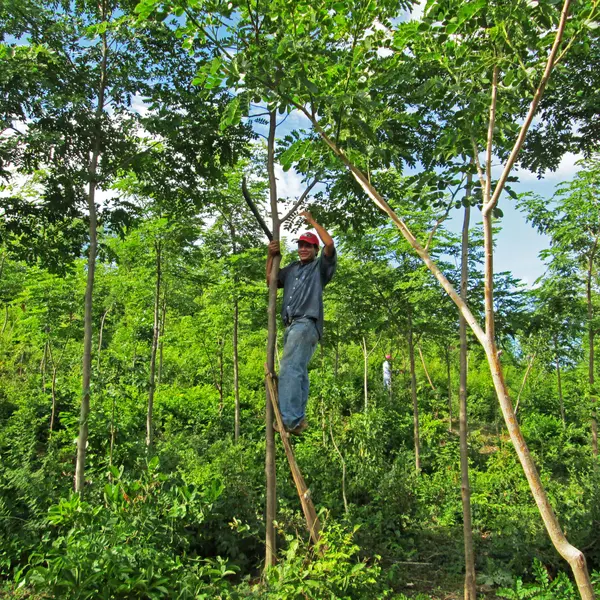 Ein Mann steigt mit einer Leiter auf einen Baum. 