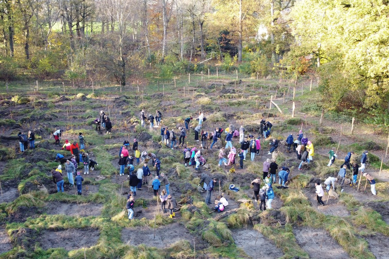 Luftaufnahme: Schulklassen pflanzen in Gruppen Bäume.