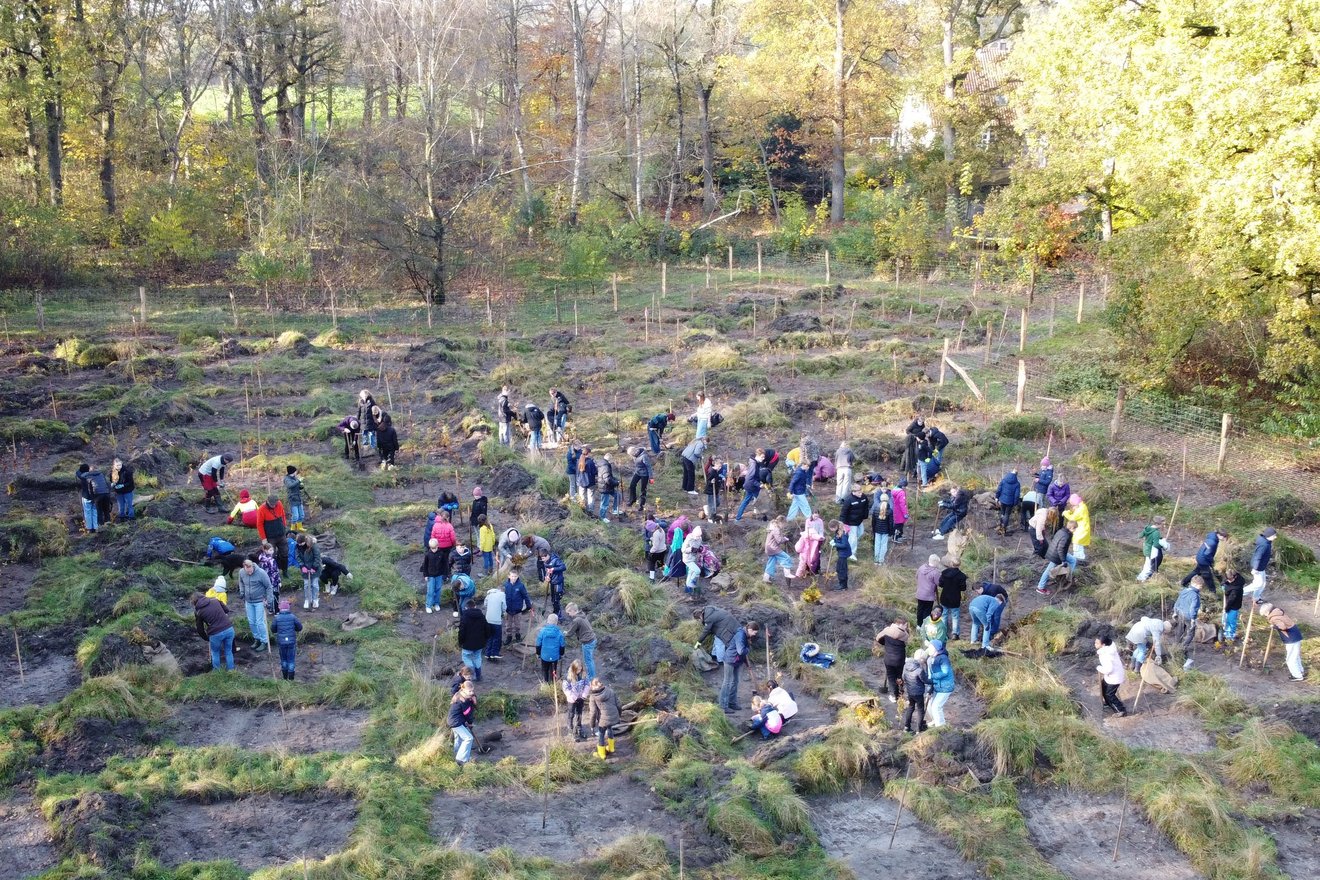 Luftaufnahme: Schulklassen pflanzen in Gruppen Bäume.