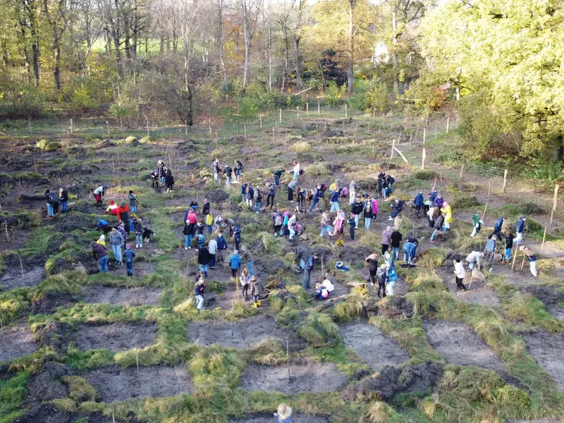 Luftaufnahme: Schulklassen pflanzen in Gruppen Bäume.