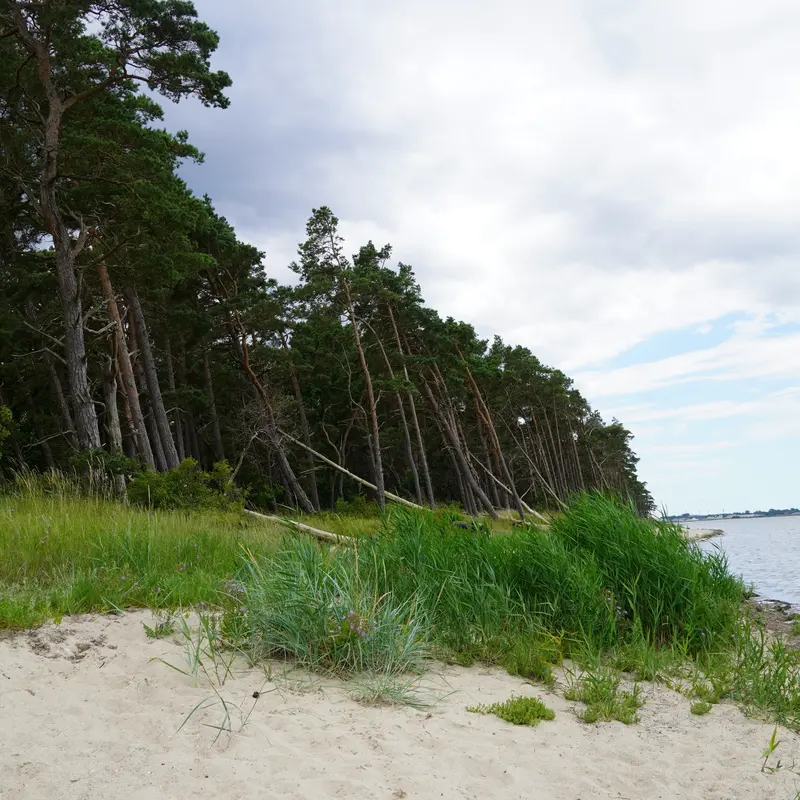 Küstenwald in Mecklenburg-Vorpommern mit Blick auf Bäume und Ufer.