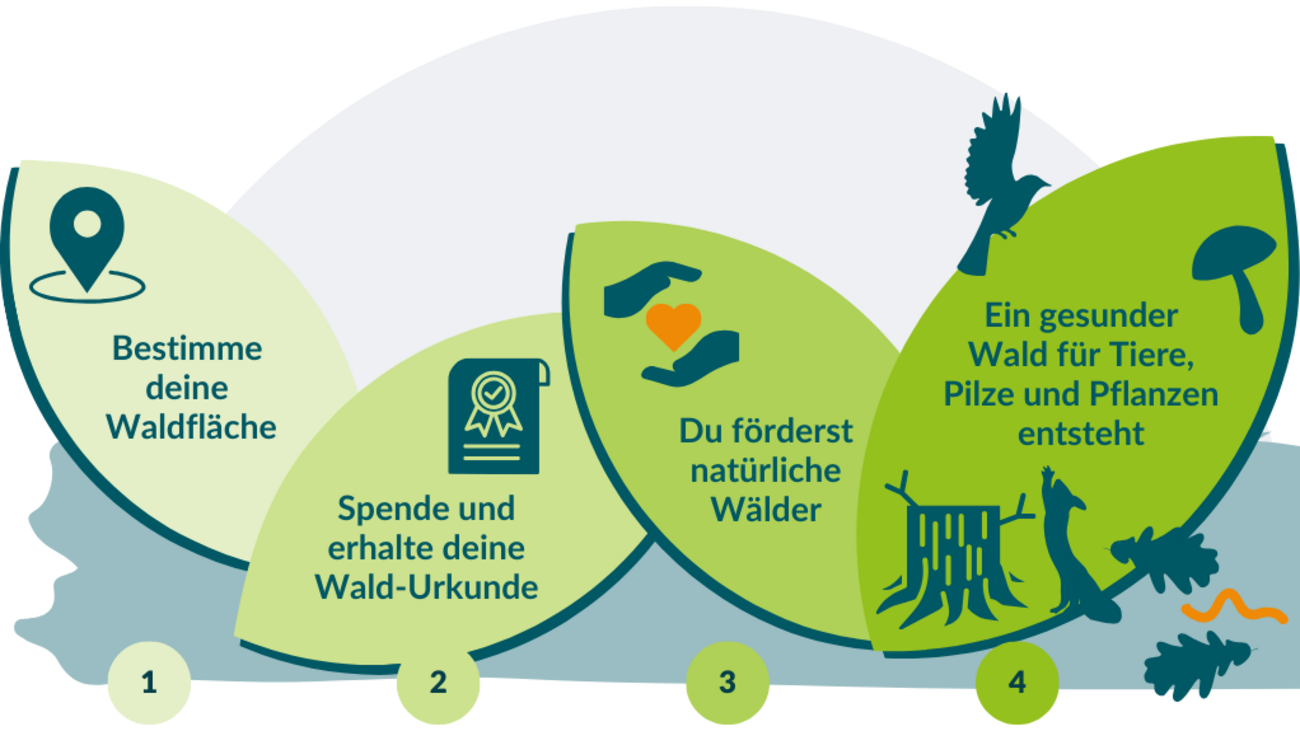 Grafik zeigt die vier Schritte, um mit PRIMAKLIMA Naturwälder zu retten.