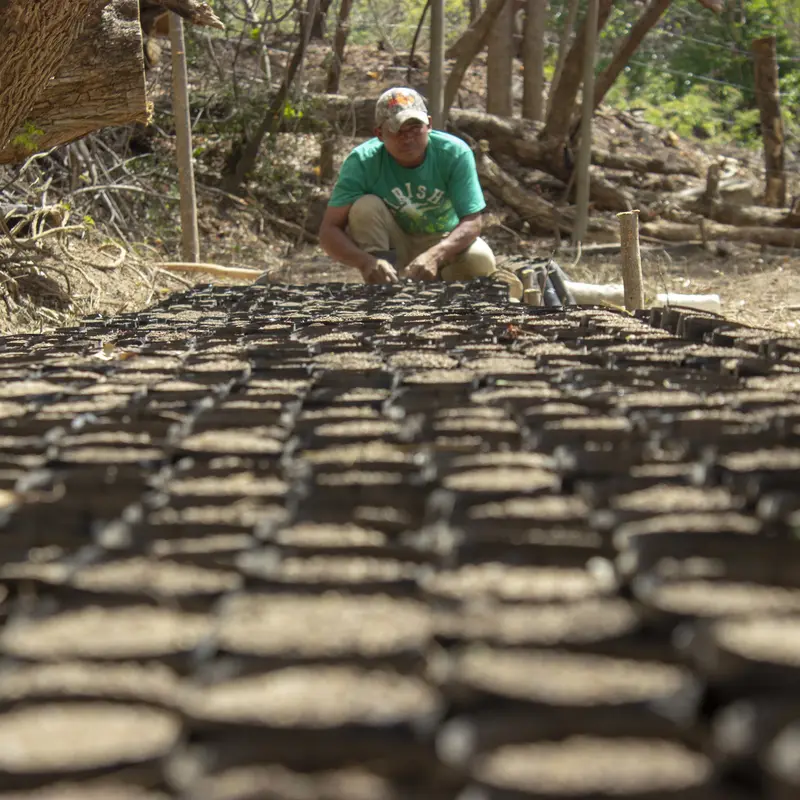Ein Mann pflanzt Baumsamen in kleine Pflanzbehältnisse. 