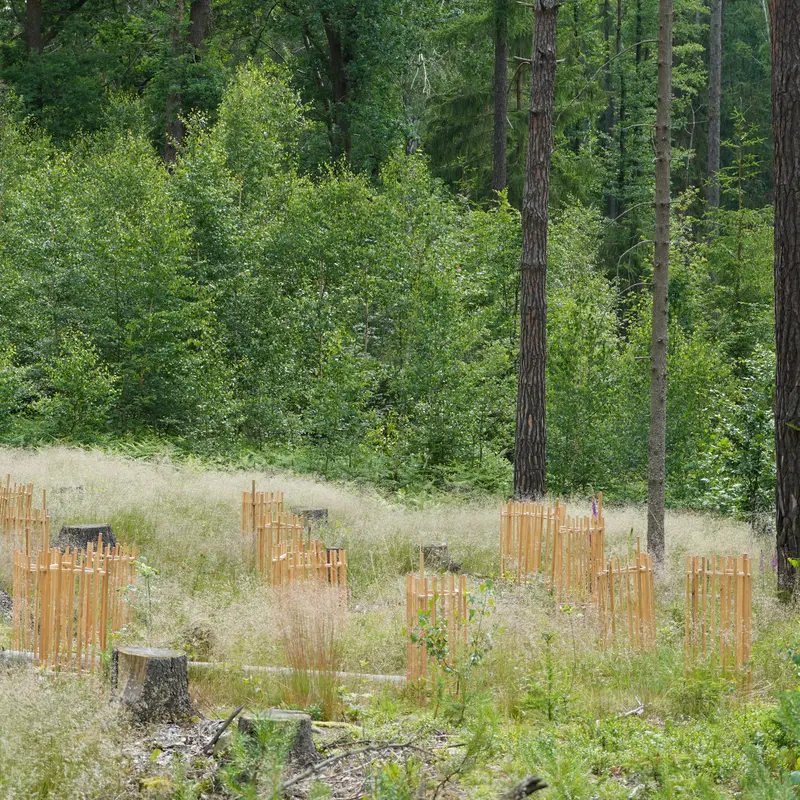 Eingezäunte Setzlinge wachsen im Wald.