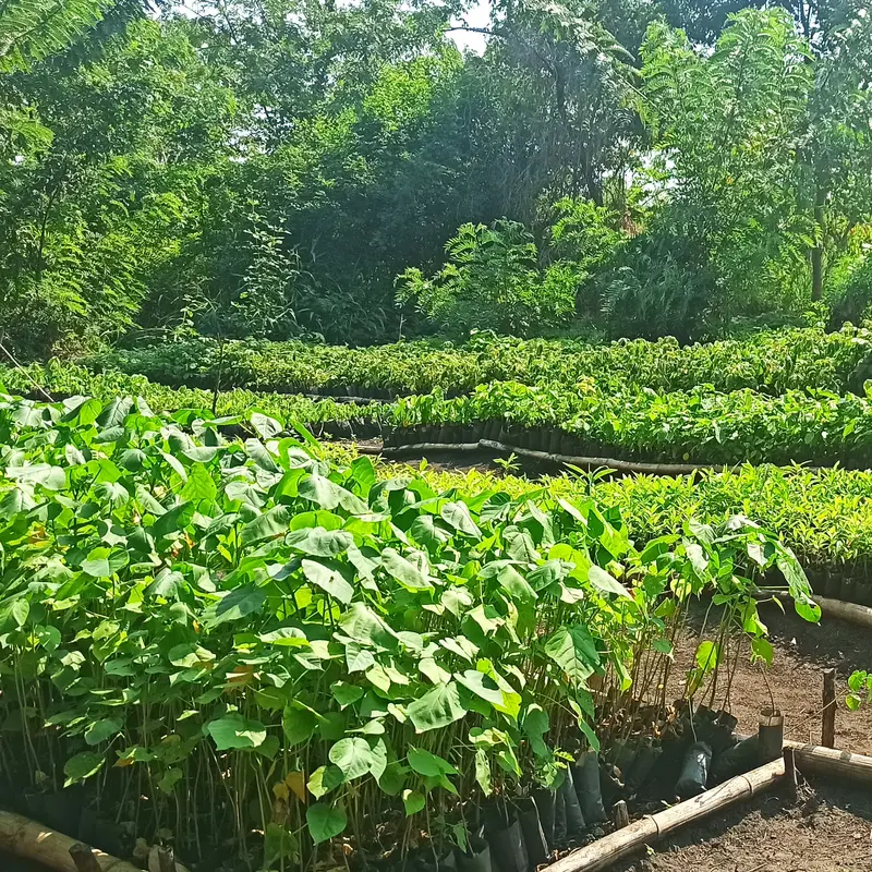 In einer Baumschule in Uganda wachsen viele junge Setzlinge heran.