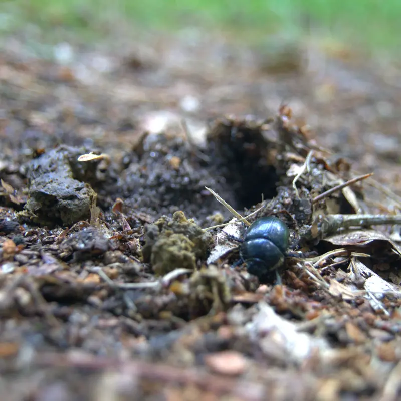 Waldmistkäfer vergräbt Dung.