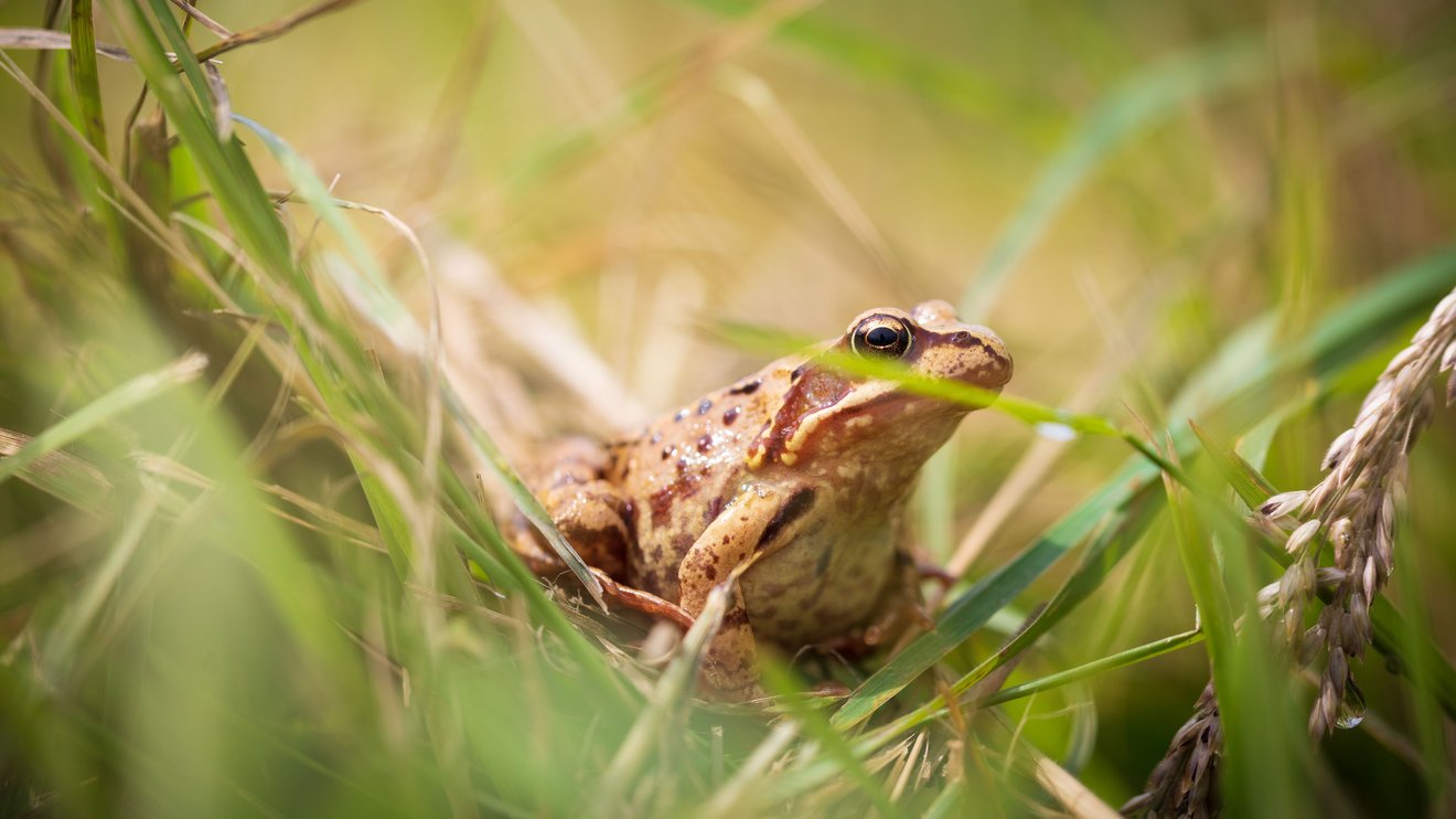Ein Frosch sitzt gut sichtbar auf einer grünen Wiese