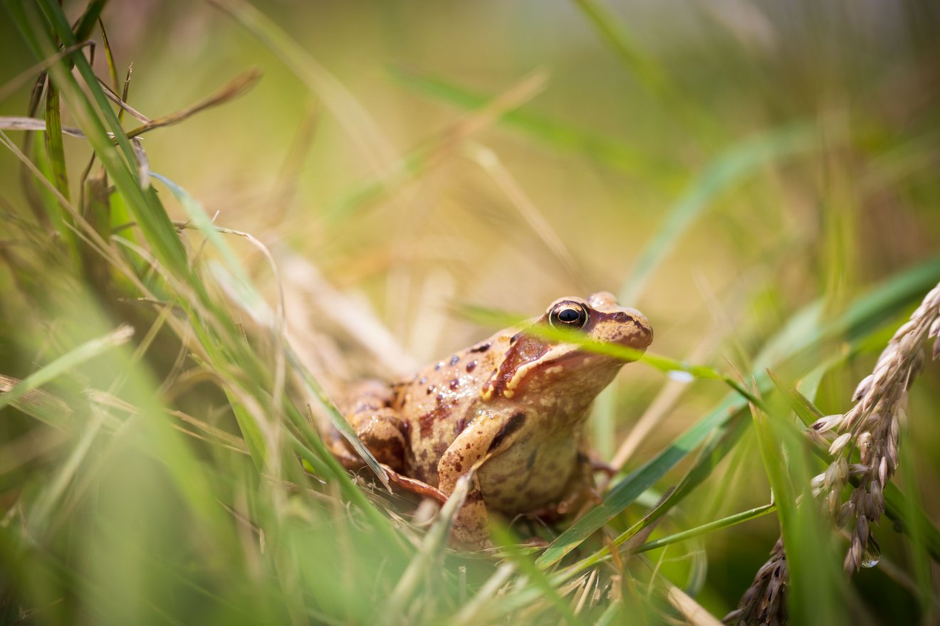 Ein Frosch sitzt gut sichtbar auf einer grünen Wiese.