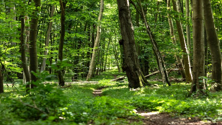 Ein Pfad durchzieht einen grünen Wald mit dichtem Blätterdach.