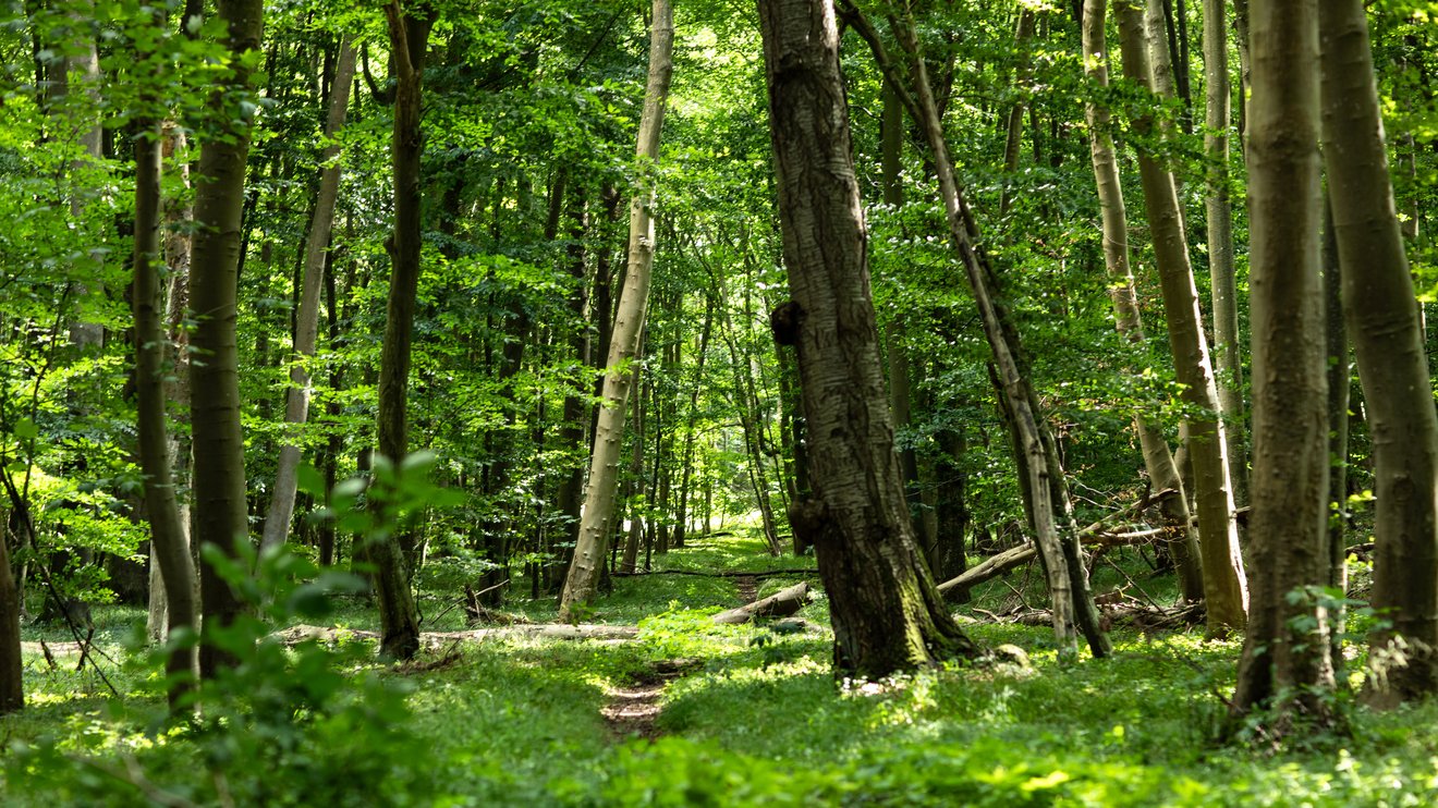 Ein Pfad durchzieht einen grünen Wald mit dichtem Blätterdach.