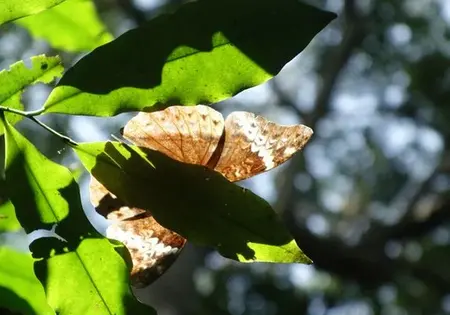 Ein hellbraun gemusterter Schmetterling sitzt auf einem Blatt.