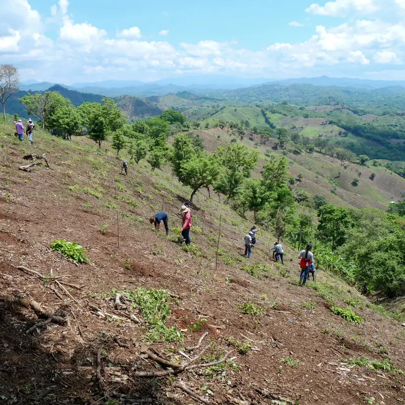 Bergige Landschaft, Personen pflanzen Bäume. 