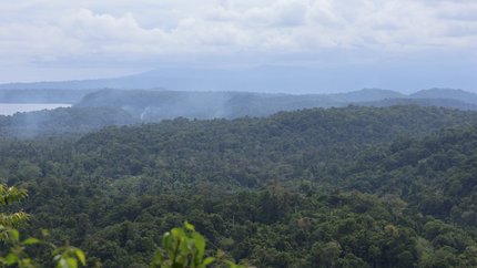 Aus der Vogelperspektive: dichter Regenwald, im Hintergrund Meer und Himmel. 