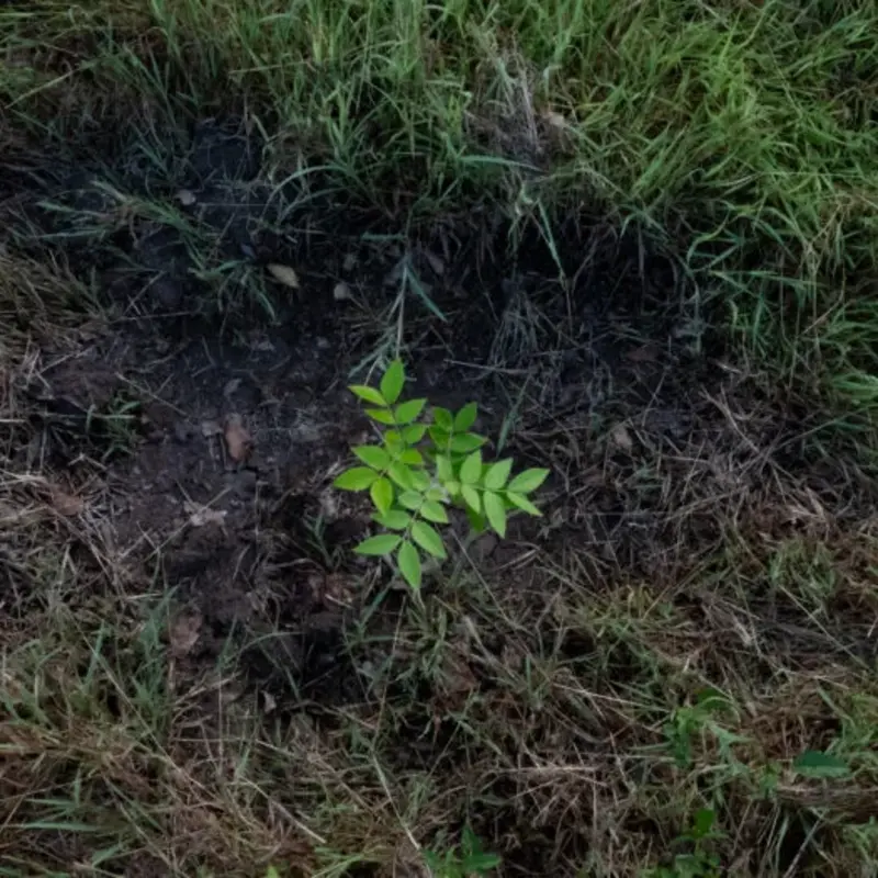 ein gepflanzter Baum