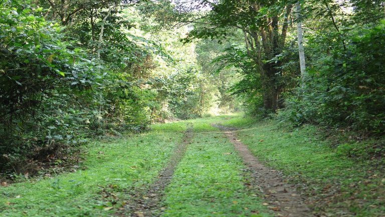 Blick ins Projektgebiet im Kibale-Nationalpark