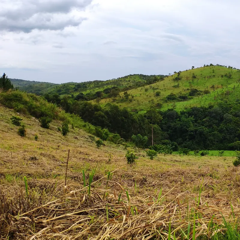 Große und kleine Bäume bedecken eine grüne Hügellandschaft in Uganda.