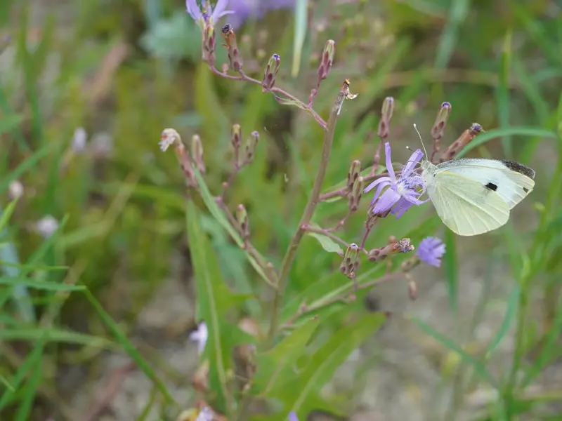 Kleiner weißer Falter mit schwarzem Punkt auf lila Blüte