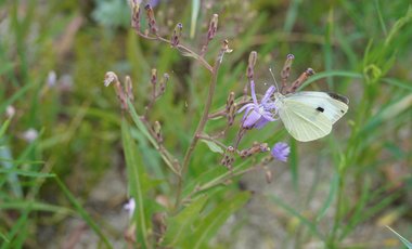 Kleiner weißer Falter mit schwarzem Punkt auf lila Blüte