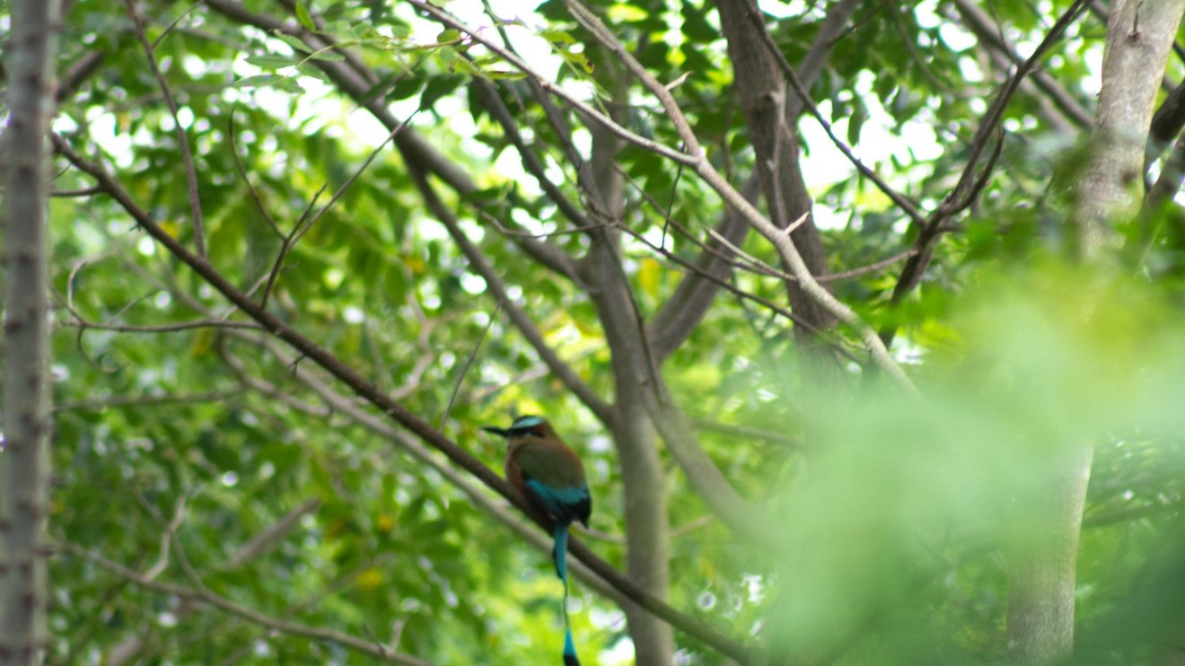Braun-türkiser Vogel sitzt auf dem Ast eines Baumes. 