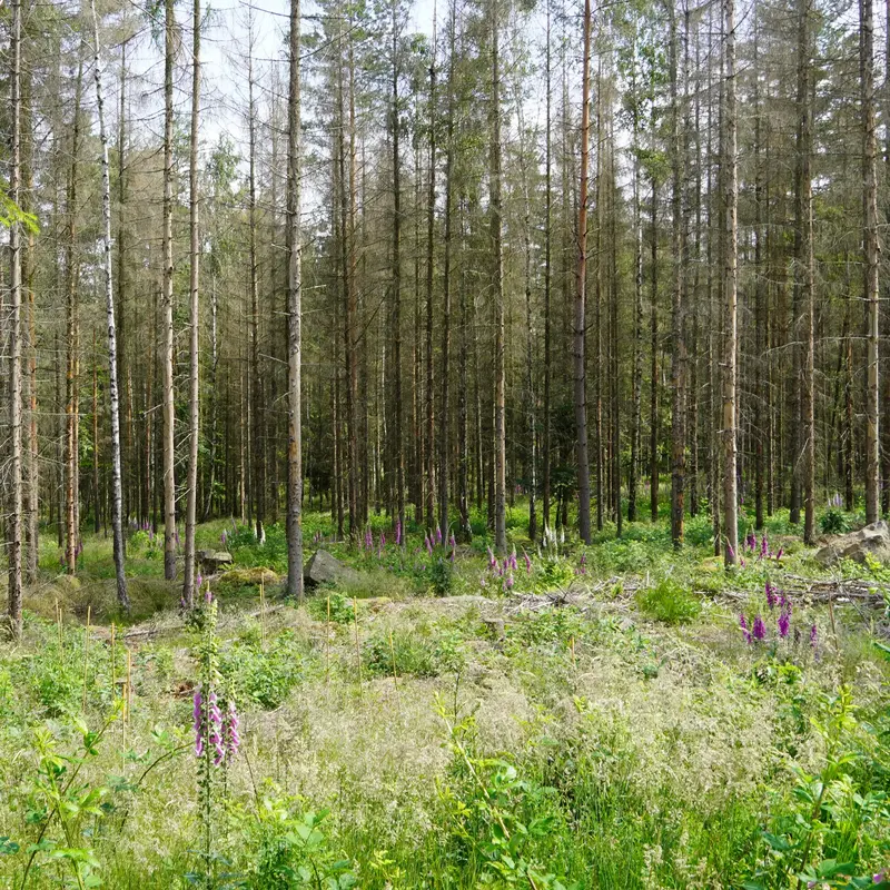 Blick in einen Wald: im Hintergrund alte Bäume, im Vordergrund junge Bäume und Sträucher.
