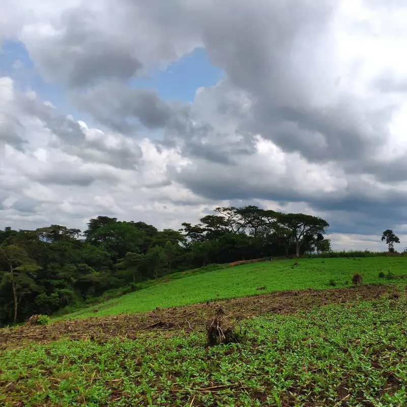 Viele kleine Pflänzchen wachsen auf hügeliger Fläche in Uganda.