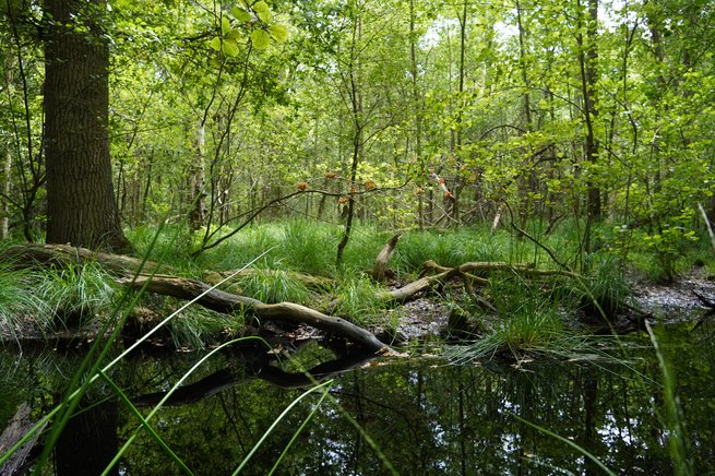 Waldlandschaft spiegelt sich im Wasser eines Sumpfgebiets.