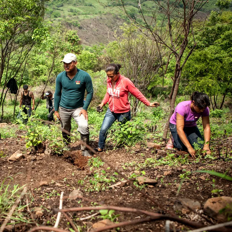 Personen pflanzen an einem Hang Bäume. 