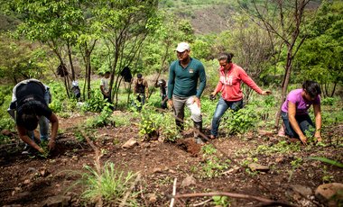 Personen pflanzen an einem Hang Bäume. 