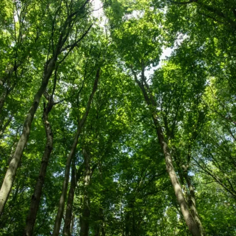 Wald