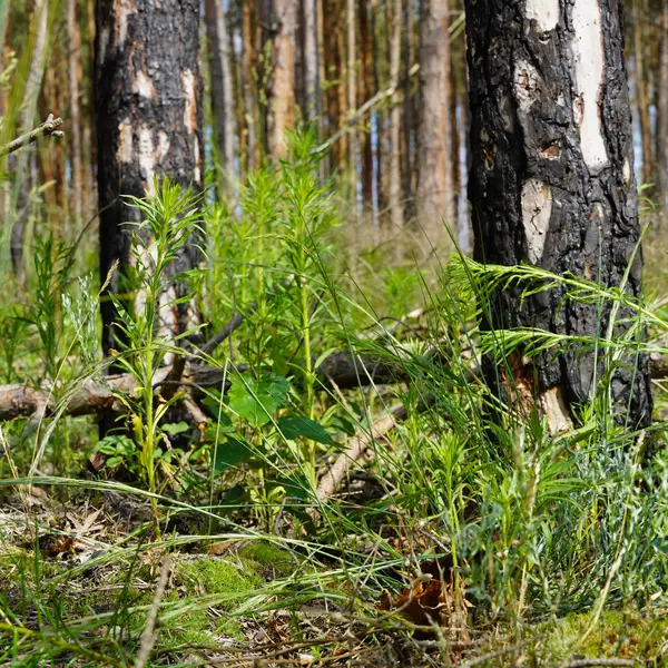 Gräser und Sträucher wachsen unter von Waldbrand verkohlten Bäume.