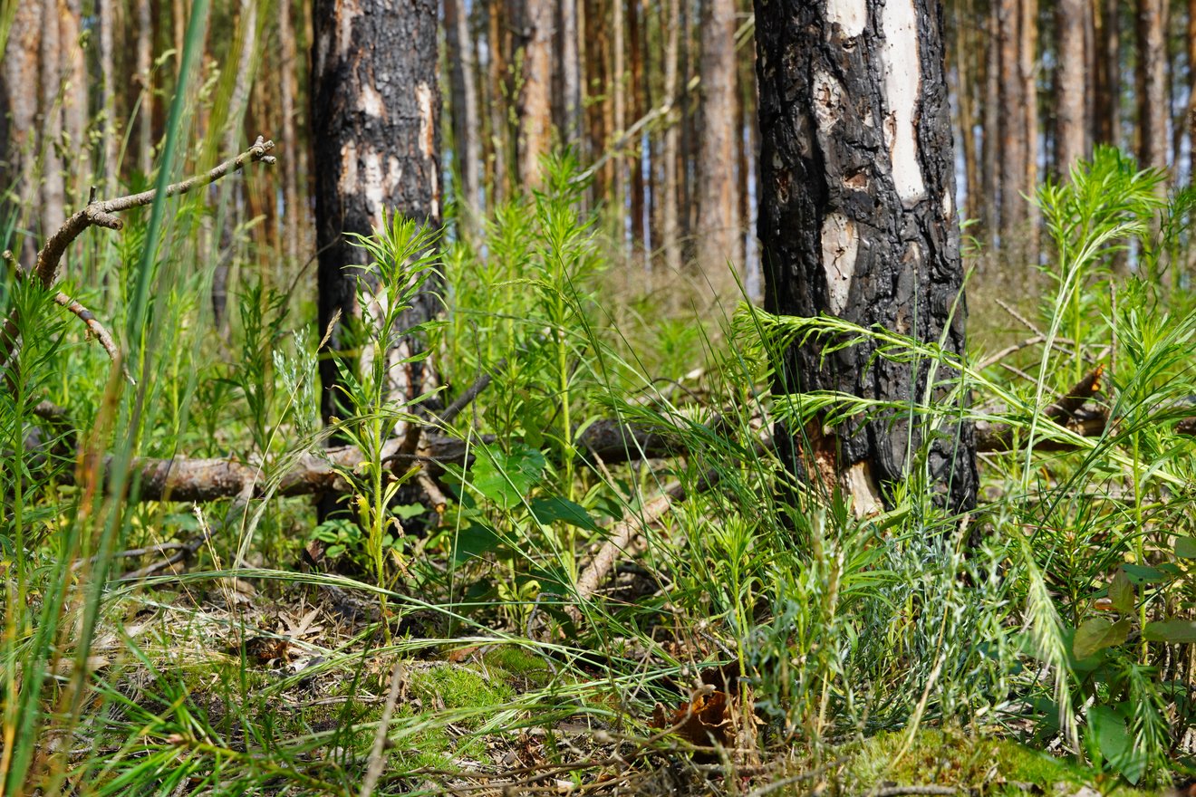 Gräser und Sträucher wachsen unter von Waldbrand verkohlten Bäume