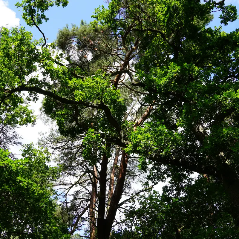 Blick in die Baumkronen hoher Laubbäume.